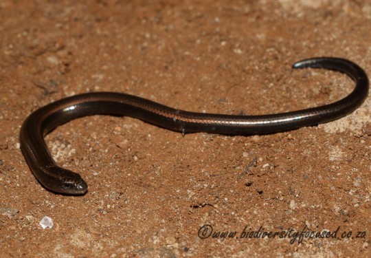 Mozambique Dwarf Burrowing Skink (Scelotes mossambicus) 
