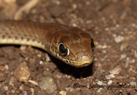 Olive Grass Snake (Psammophis mossambicus) 