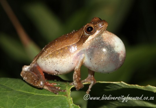 Painted Reed Frog (Hyperplius marmoratus taeniatus)