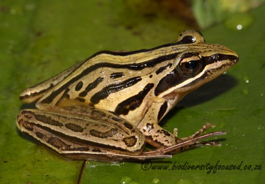 Striped Stream Frog (Strongylopus faciatus)