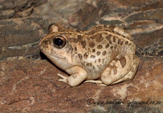 Tandys Sand Frog (Tomopterna tandyi) 