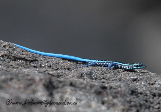 Angolan Blue-tailed Skink (Trachylepis laevis)