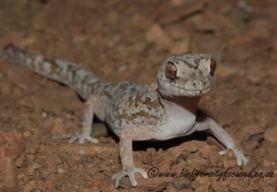Common Banded Gecko (Pachydactylus mariquensis)