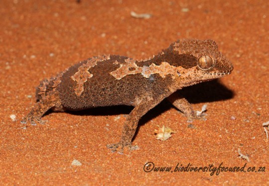 Common Rough Gecko (Pachydactylus rugosus)