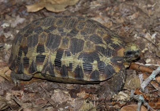 Eastern Hinged-back Tortoise (Kinixys zombensis)