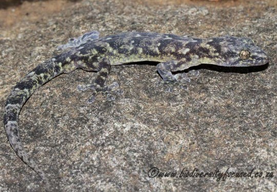 Flat Gecko (Afroedura sp.  Mozambique)