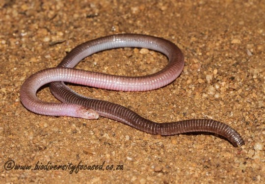 Kalahari Dwarf Worm Lizard (Zygaspis quadrifrons)