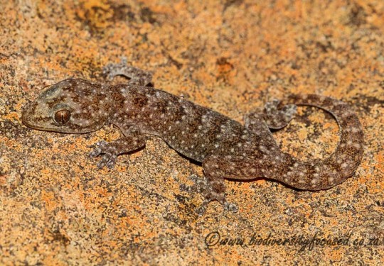 Karoo Flat Gecko (Afroedura karroica)