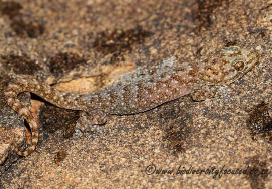 Karoo Flat Gecko (Afroedura karroica)