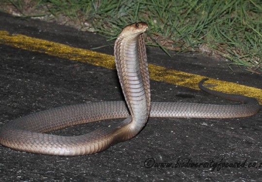 Anchietas Cobra (Naja anchietae)