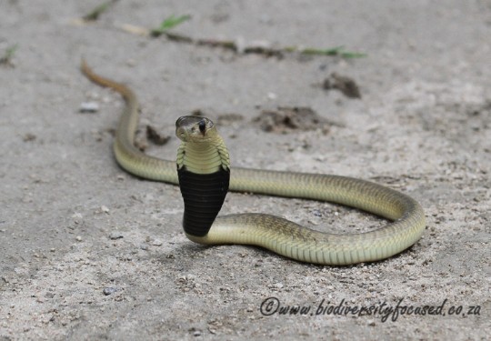 Anchietas Cobra (Naja anchietae)