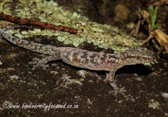 Pondo Flat Gecko (Afroedura pondolia)