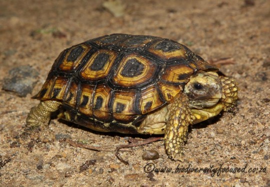 Spekes Hinged-back Tortoise (Kinixys spekii)
