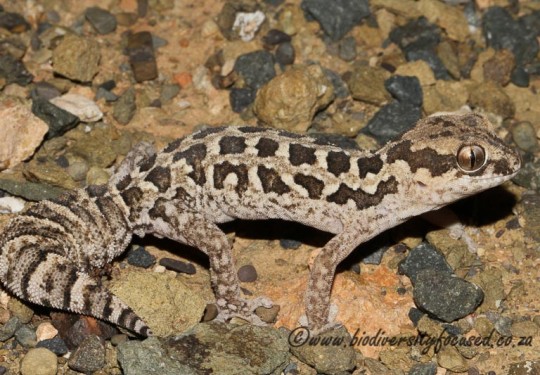 Spotted Gecko (Pachydactylus maculatus)