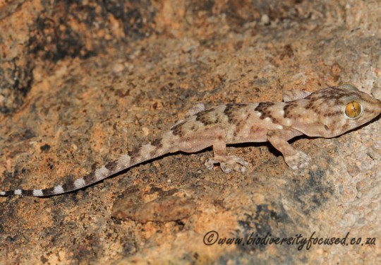 Turners Gecko (Chondrodactylus turneri)