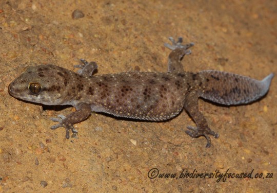 Van Sons Gecko (Pachydactylus vansoni)