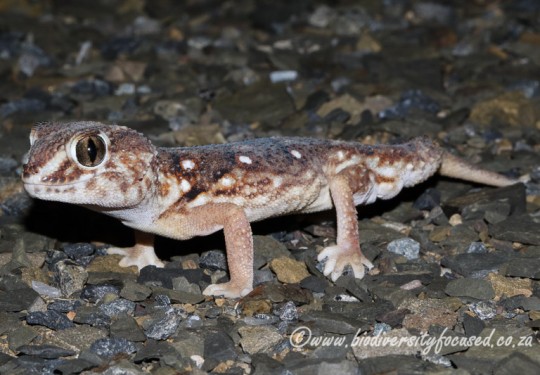 Common Giant Gecko (Chondrodactylus angulifer angulifer) - male