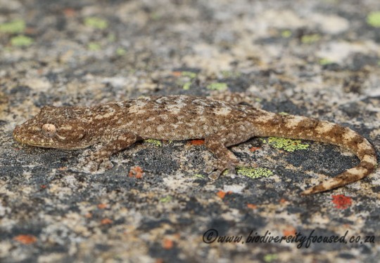 Swartberg Leaf-toed Gecko (Afrogecko swartbergensis)