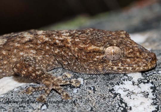 Swartberg Leaf-toed Gecko (Afrogecko swartbergensis)