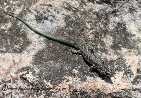 Southern Rock Lizard (Australolacerta australis)