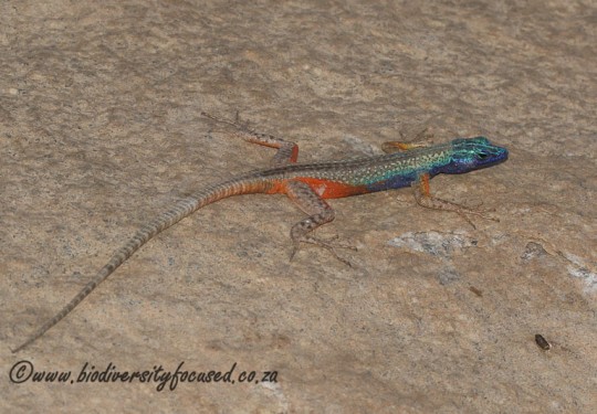 Augrabies Flat Lizard (Platysaurus broadleyi) - male