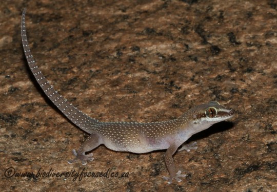 Augrabies Gecko (Pachydactylus atorquatus)