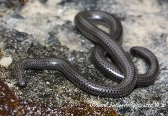 Black Thread Snake (Leptotyphlops nigricans)