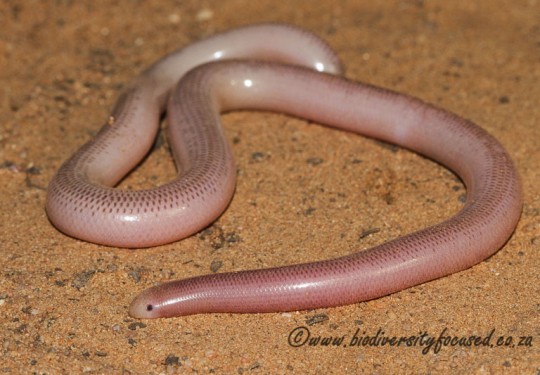 Delalandes Beaked Blind Snake (Rhinotyphlops lalandei)