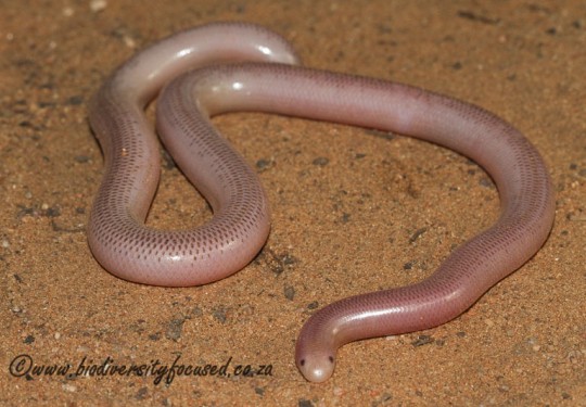 Delalandes Beaked Blind Snake (Rhinotyphlops lalandei)