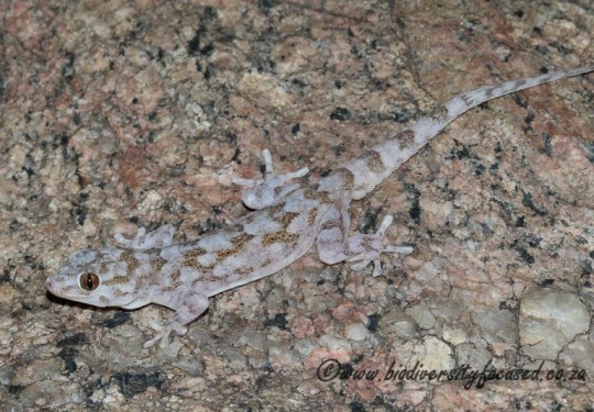 Haackes Gecko (Pachydactylus haackei)