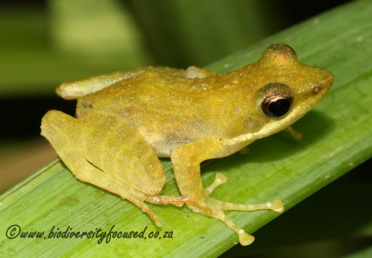 Kloof Frog (Natalobatrachus bonebergi)