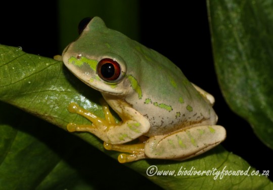 Natal Tree Frog (Leptopelis natalensis)