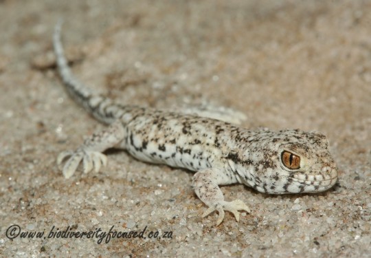 Spotted Barking Gecko (Ptenopus garrulus maculatus)