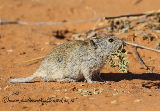Brantss Whistling Rat (Parotomys brantsii)