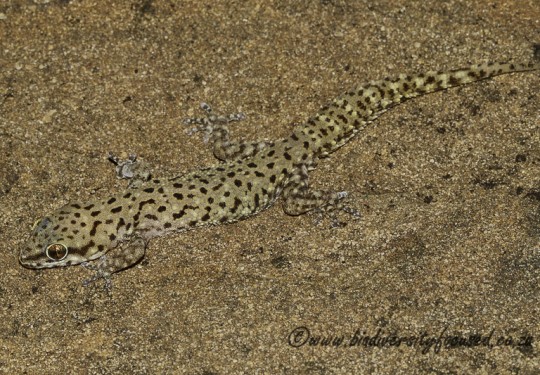 Transvaal Gecko (Pachydactylus affinis)