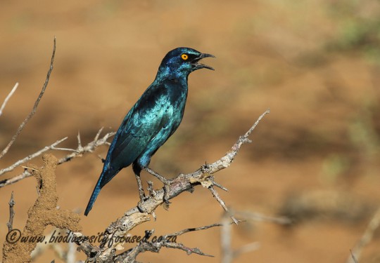 Cape Glossy Starling (Lamprotornis nitens)