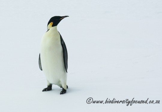 Emperor Penguin (Aptenodytes forsteri)