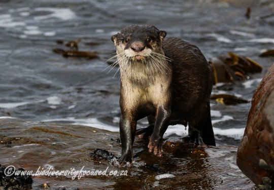 Cape Clawless Otter (Aonyx capensis) 