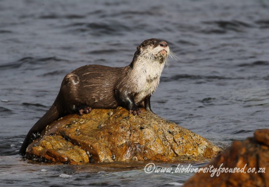 Cape Clawless Otter (Aonyx capensis)