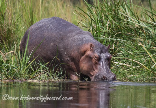 Hippopotamus (Hippopotamus amphibius)  