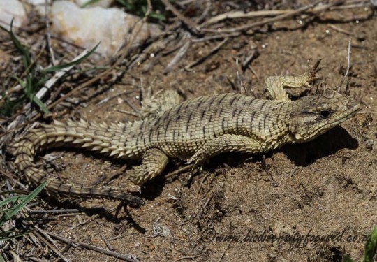 Jordans Girdled Lizard (Cordylus jordani)