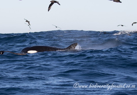 Killer Whale (Orcinus orca) 