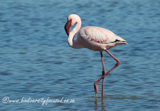 Lesser Flamingo (Phoenicopterus minor)
