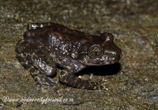 Natal Cascade Frog (Hadromophryne natalensis)