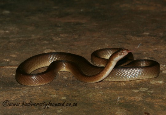 Swazi Rock Snake (Inyoka swazicus)