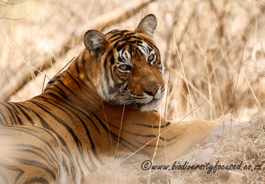 Bengal Tiger (Panthera tigris)