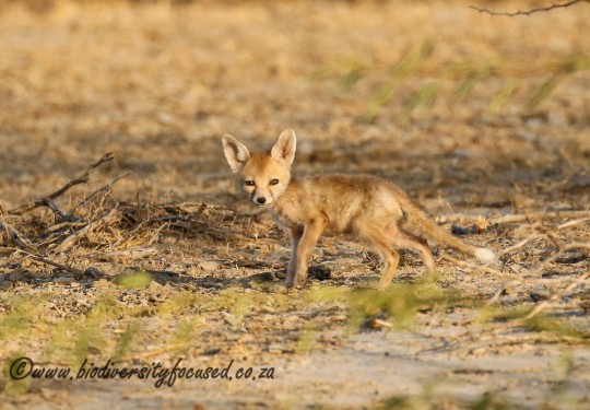Desert Fox (Vulpes vulpes pusilla) 