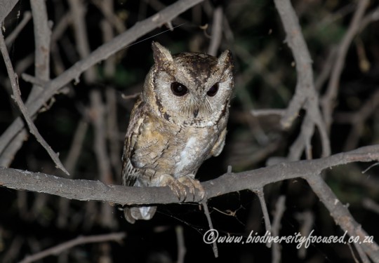 Indian Scops Owl (Otus bakkamoena)