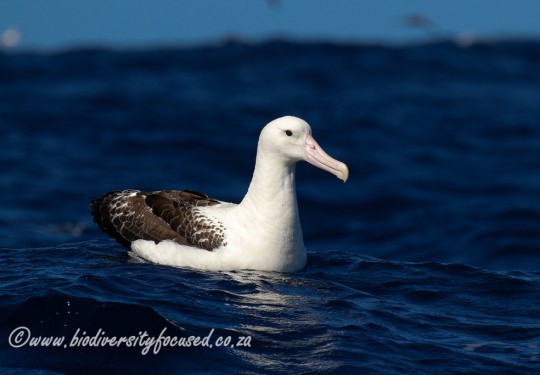 Southern Royal Albatross (Diomedea epomophora)