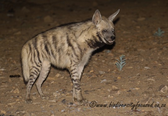 Striped Hyena (Hyaena hyaena) 